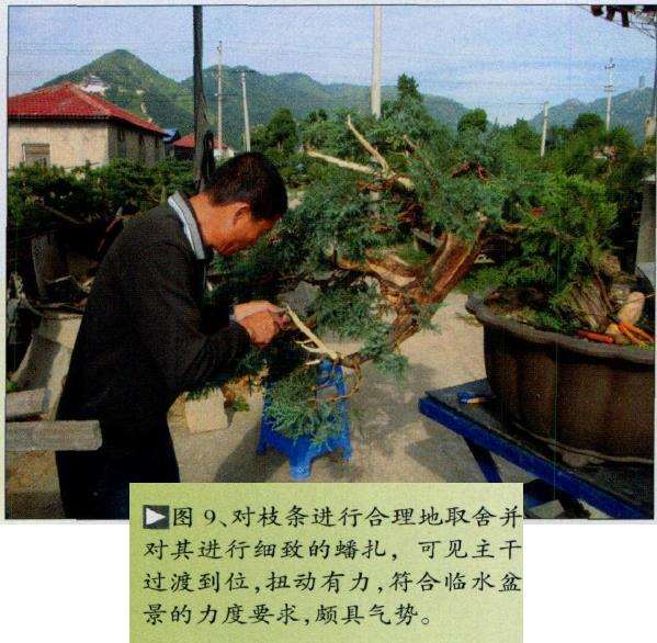 图解 演示怎么制作桧柏盆景的6个步骤