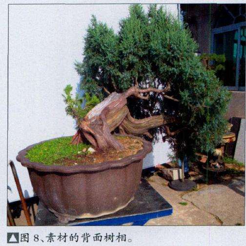 图解 演示怎么制作桧柏盆景的6个步骤