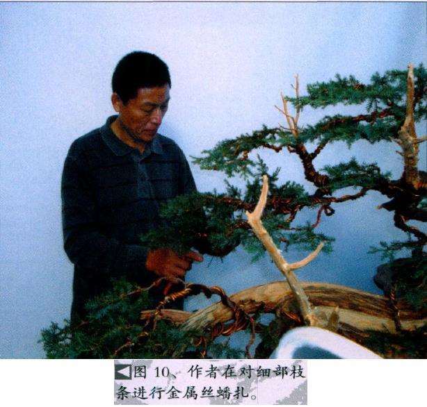 图解 演示怎么制作桧柏盆景的6个步骤