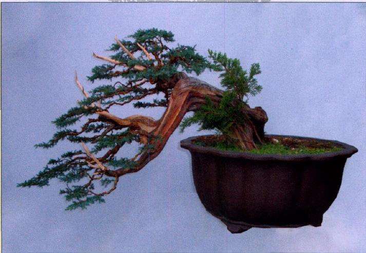 图解 演示怎么制作桧柏盆景的6个步骤
