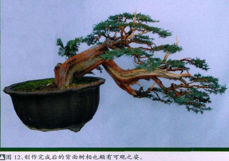 图解 演示怎么制作桧柏盆景的6个步骤