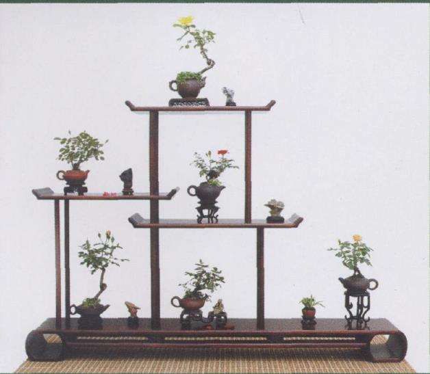 郑州市碧沙岗公园的微型月季盆景