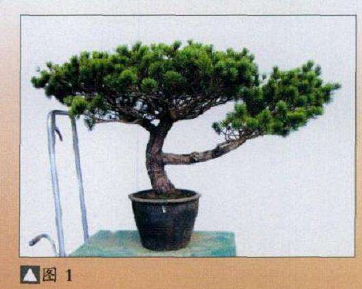 图解 五针松盆景怎么改作的11个步骤