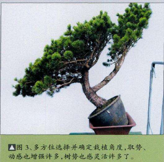 图解 五针松盆景怎么改作的11个步骤