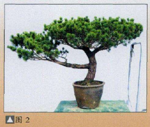 图解 五针松盆景怎么改作的11个步骤
