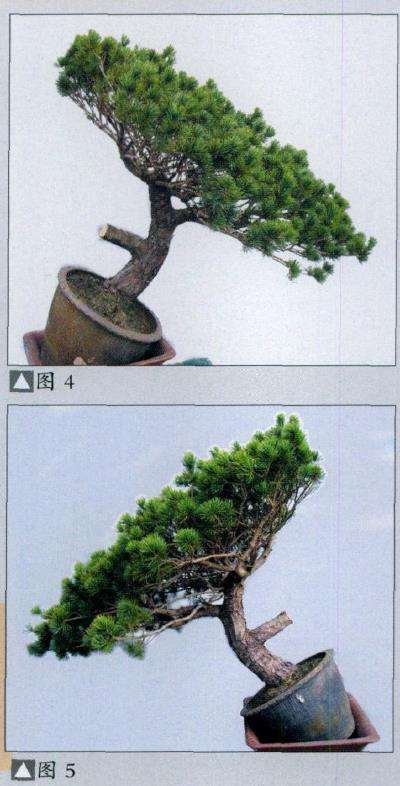 图解 五针松盆景怎么改作的11个步骤