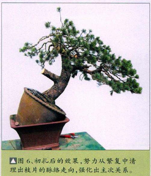 图解 五针松盆景怎么改作的11个步骤