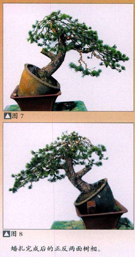 图解 五针松盆景怎么改作的11个步骤