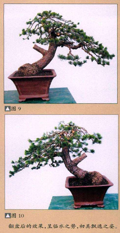 图解 五针松盆景怎么改作的11个步骤