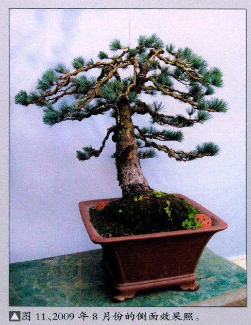 图解 五针松盆景怎么改作的11个步骤
