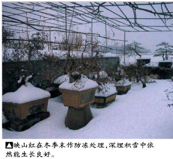 映山红盆景怎么制作