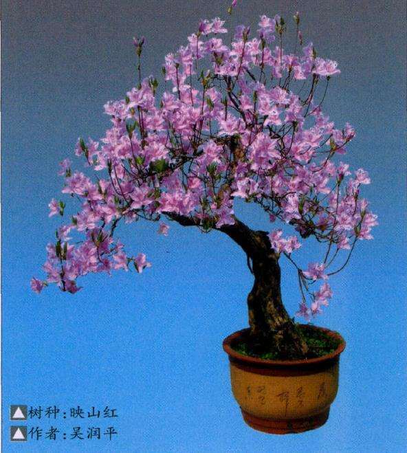 映山红盆景怎么制作