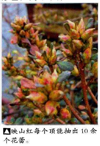 映山红盆景怎么栽培养护