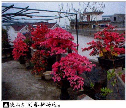 映山红盆景怎么栽培养护