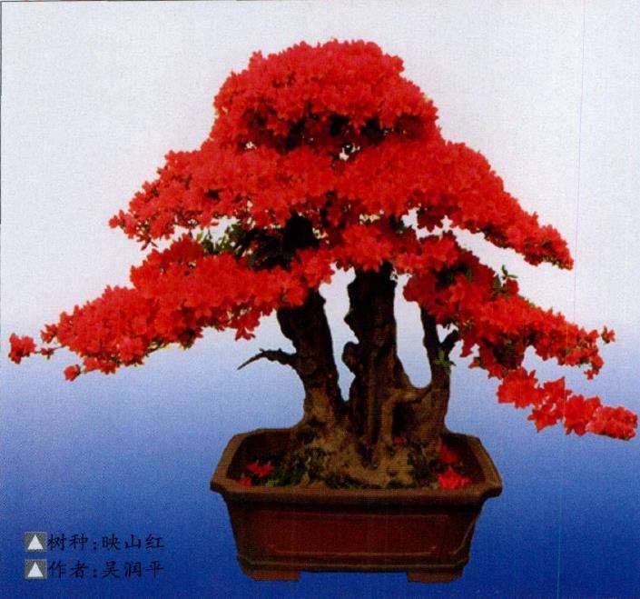 映山红盆景的习性有哪些
