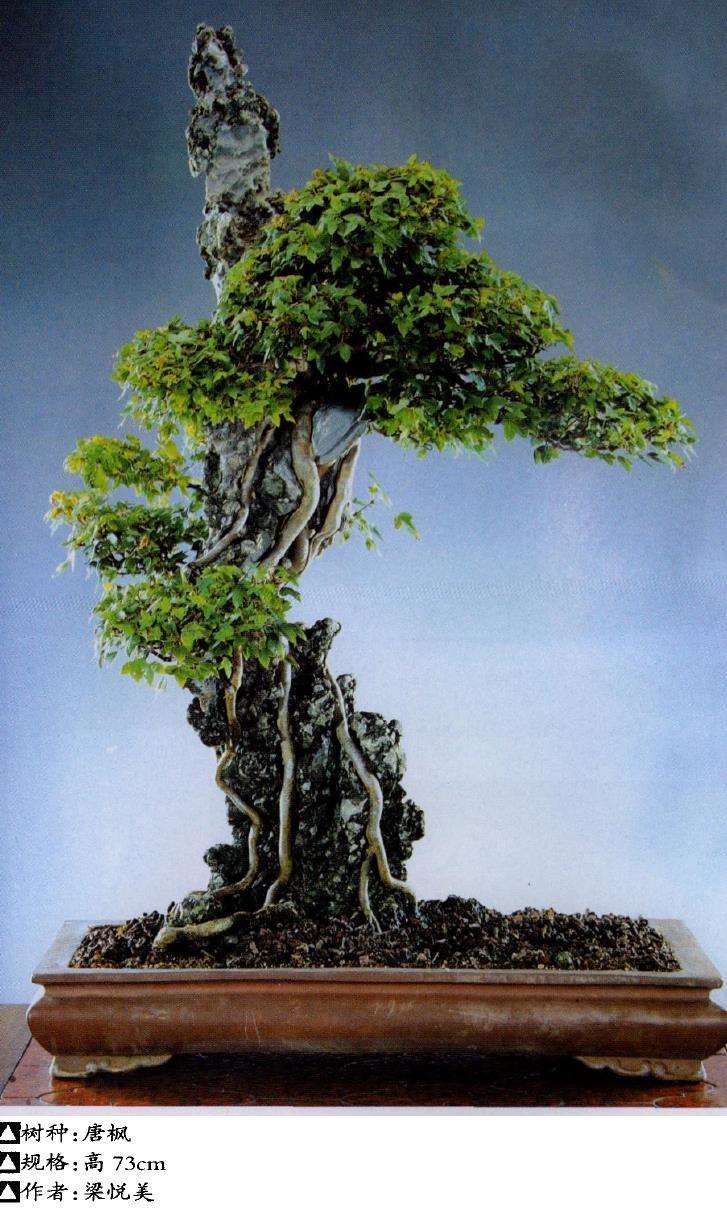 树木盆景的16个基本树型 图片