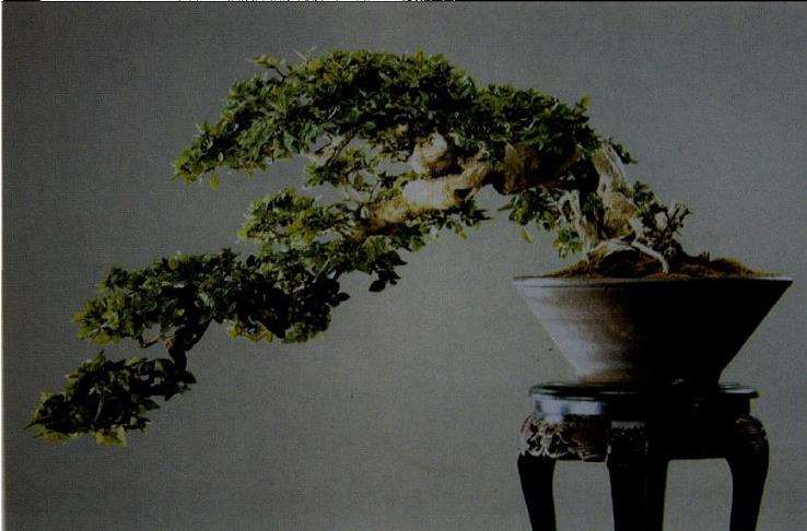 树木盆景的16个基本树型 图片