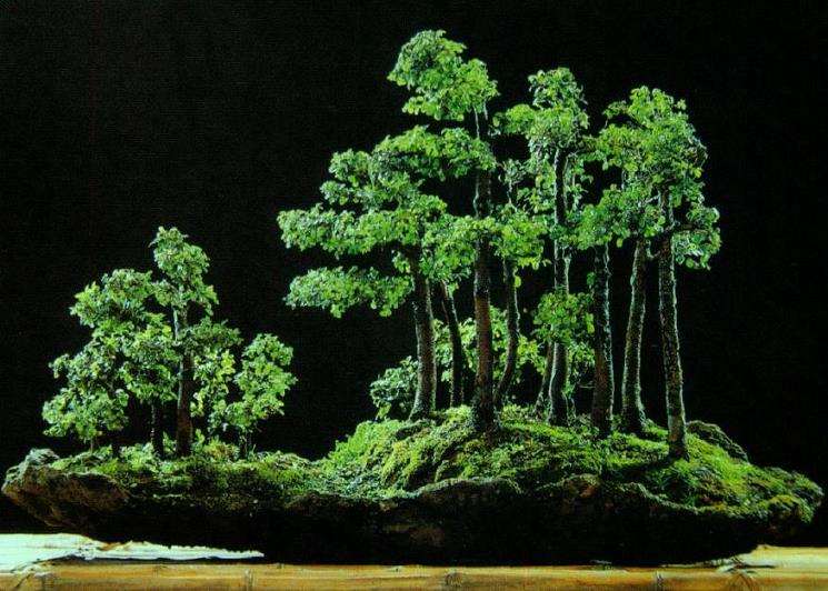 树木盆景的16个基本树型 图片