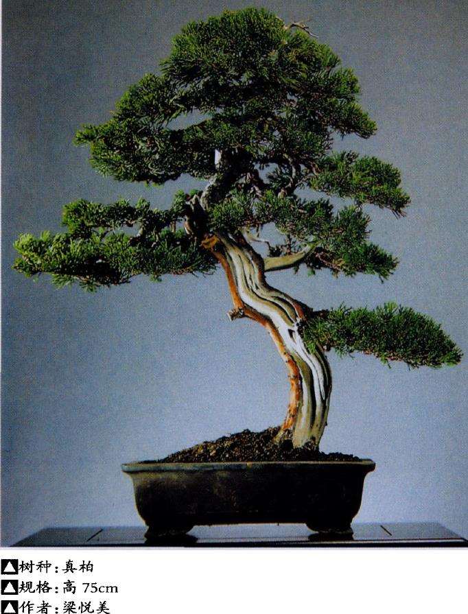 树木盆景的16个基本树型 图片