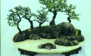 2010 常熟市举办虞风盆景展 图片