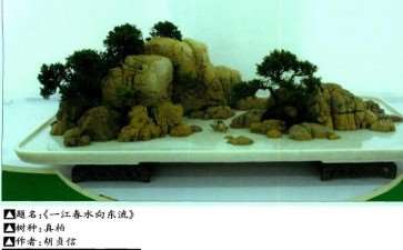 盆景艺术怎么独创革新的4个规律