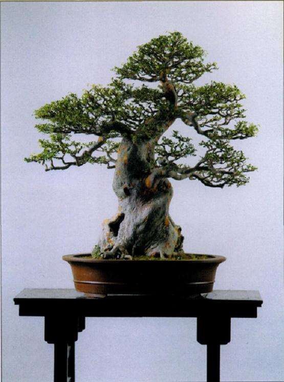 社会生活与自然是盆景艺术创作的源泉