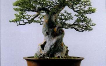 社会生活与自然是盆景艺术创作的源泉