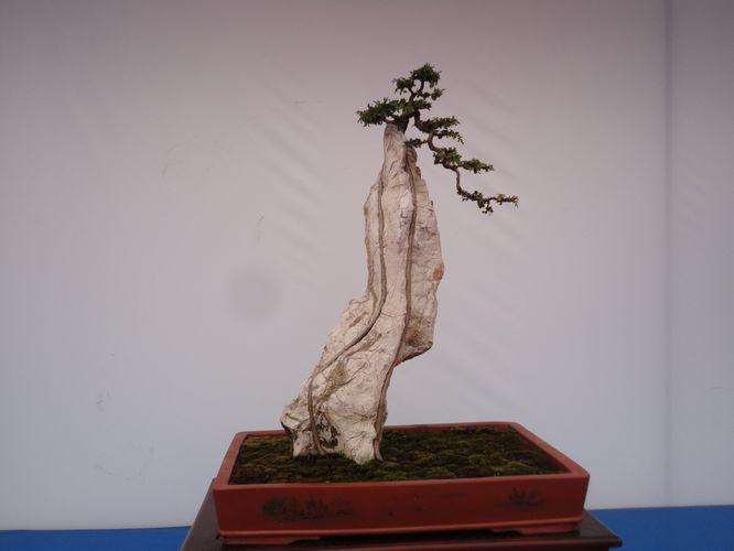 中国盆景正进入了一个新的发展阶段