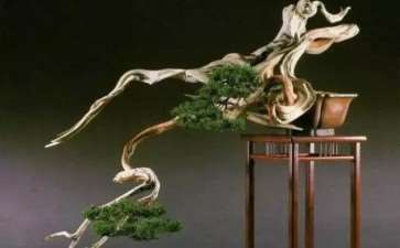 中国盆景正进入了一个新的发展阶段