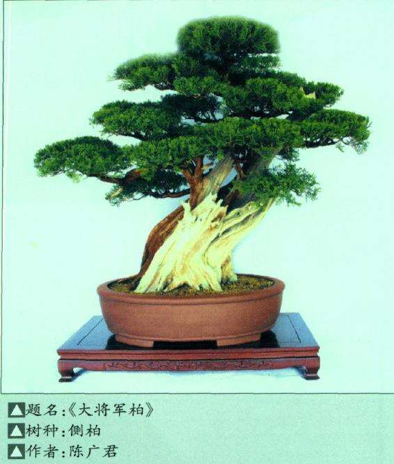 第三届鲁风盆景展在青岛举行