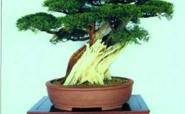 第三届鲁风盆景展在青岛举行 图片