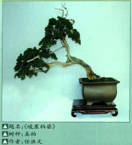 第二届鲁风展盆景讲学班