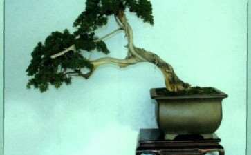 2009年 第二届鲁风展盆景讲学班