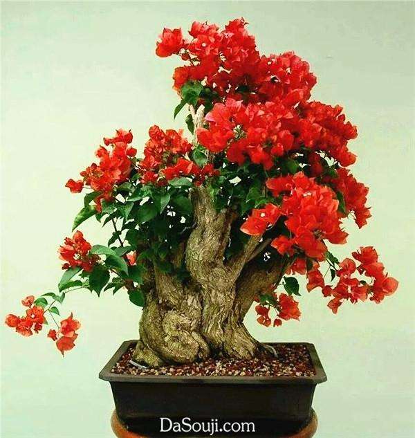 贴梗海棠盆景怎么繁殖造型