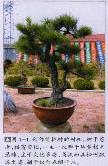 王选民演示文人树盆景怎么制作