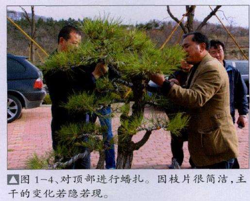 王选民演示文人树盆景怎么制作