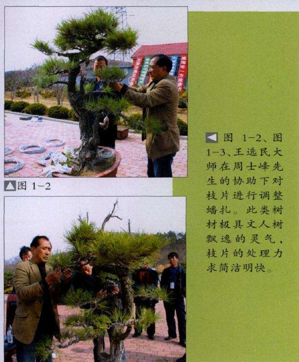 王选民演示文人树盆景怎么制作