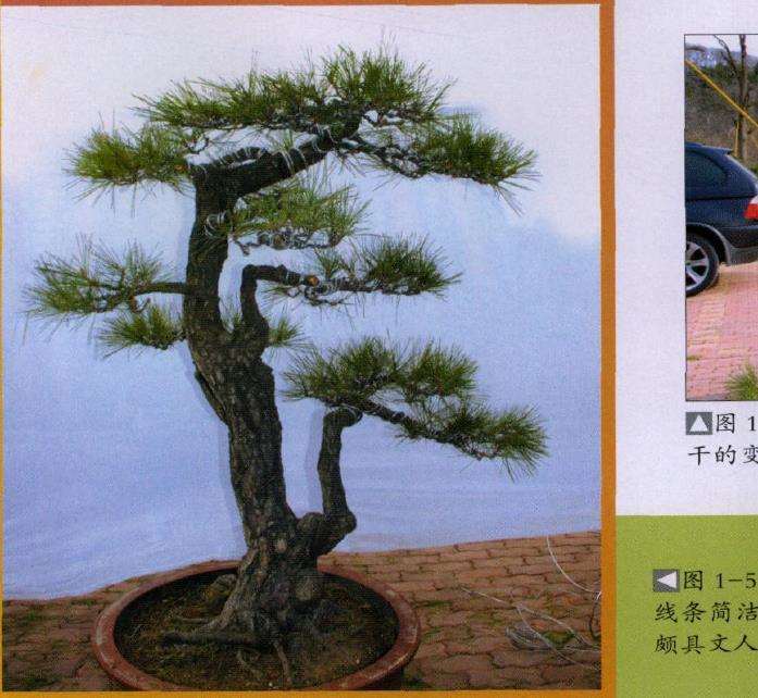 王选民演示文人树盆景怎么制作