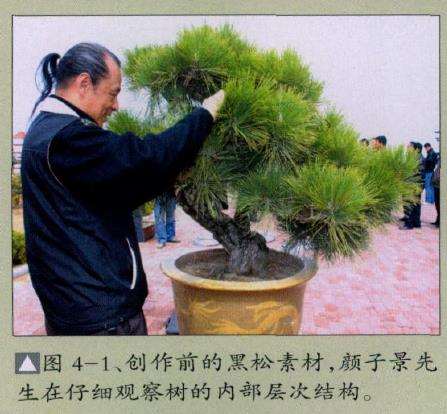 图解 台湾黑松怎么制作盆景的4个步骤