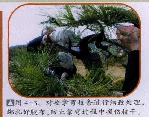 图解 台湾黑松怎么制作盆景的4个步骤