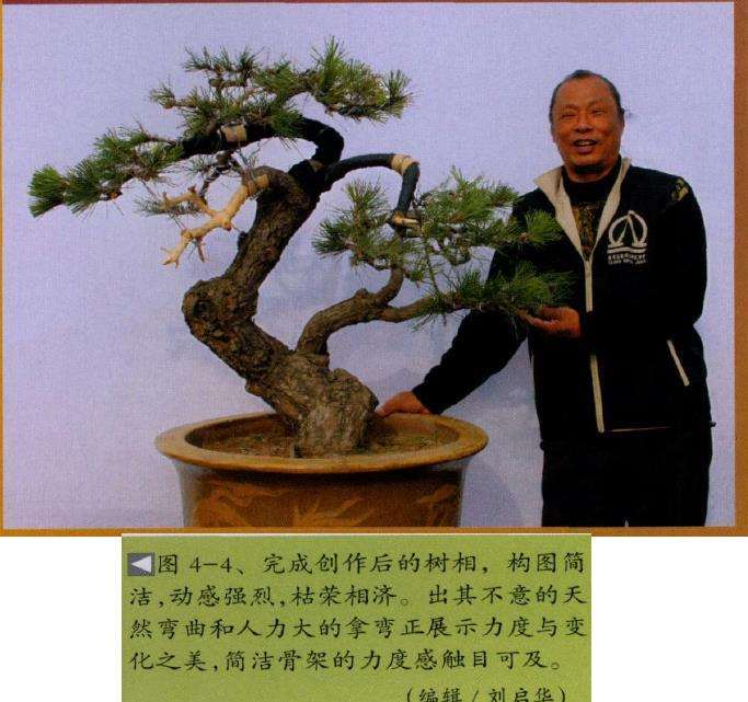 图解 台湾黑松怎么制作盆景的4个步骤