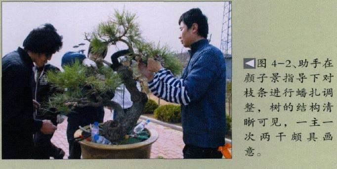 图解 台湾黑松怎么制作盆景的4个步骤