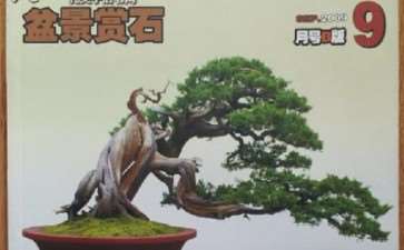 《花木盆景》盆景赏石版是我家的三宝