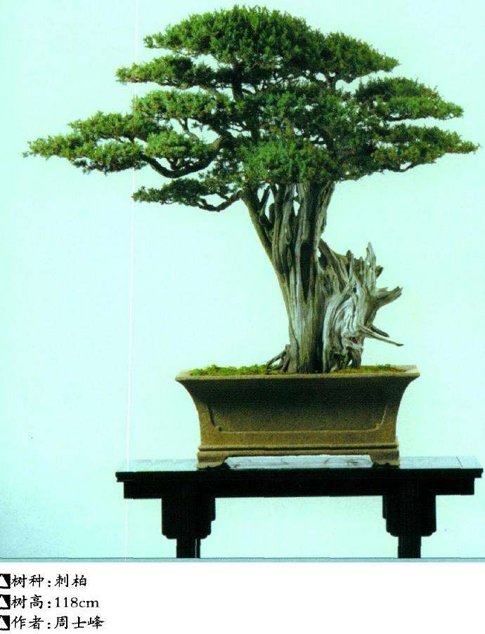 刺柏盆景桩材怎么采挖