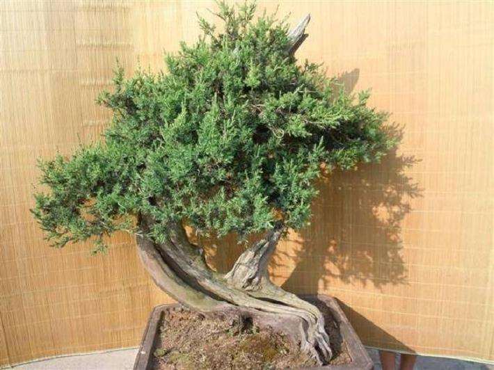 采挖刺柏盆景桩材 什么时间比较好