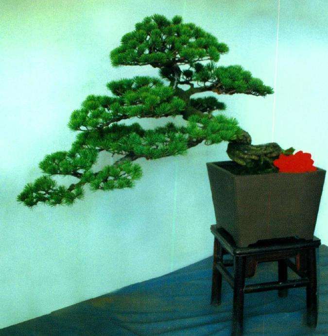 松树盆景怎么采光越冬