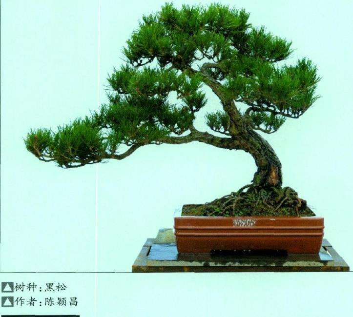 松树盆景怎么土壤用土的4个方法 图片