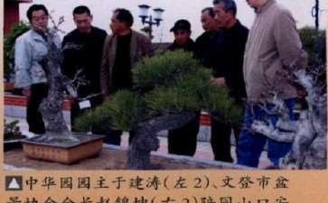 2010年文登举办中华园杯盆景展