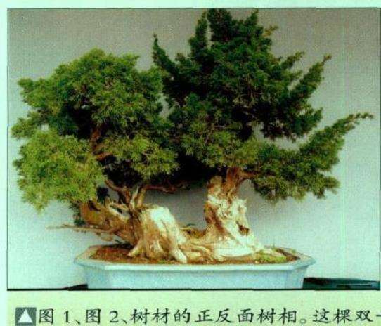 图解 真柏盆景怎么嫁接树材的15个过程