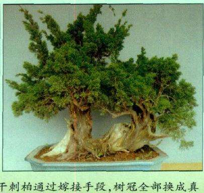 图解 真柏盆景怎么嫁接树材的15个过程